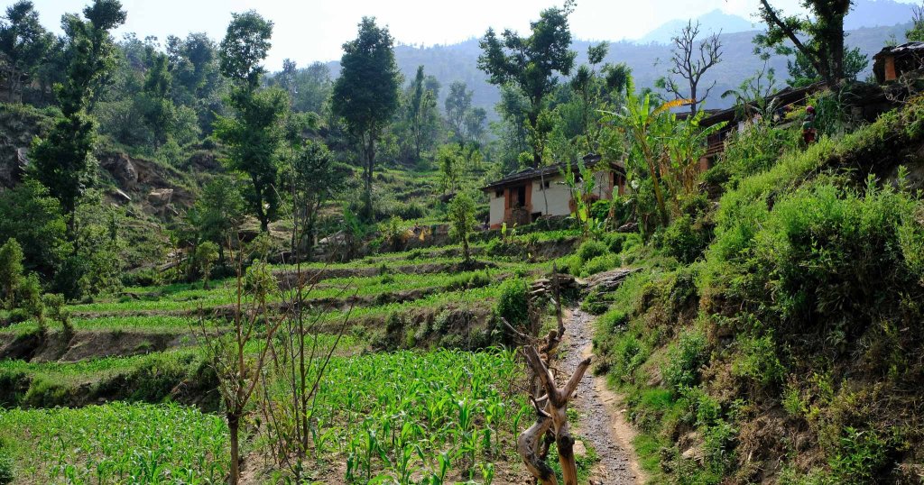 Ein agrarökologisches Feld in einem nepalesischen Dorf.