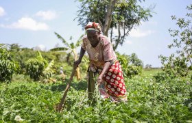 Die kenianische Bäuerin Faith Wanjiru arbeitet auf ihrem Feld mit agrarökologischen Methoden.