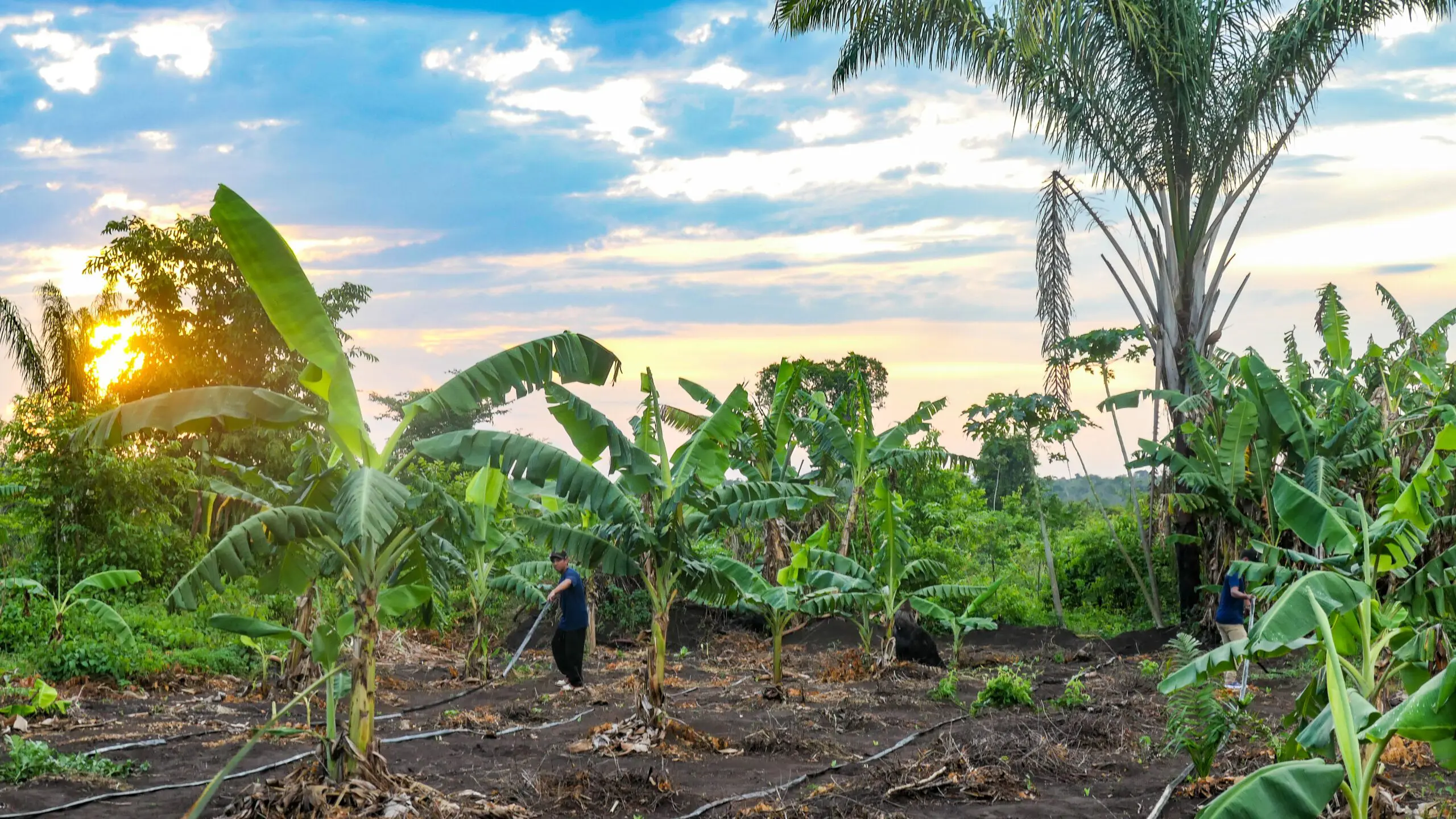 Mitglieder der Tapayuna Gemeinschaft bringen die Bewässerungsschläucheauf dem Feld an. Dank dem nährstoffreichen Wasser können die Tapayuna auch bei Dürre ihr Feld bewässern. Sie bauen Bananen, Papaya, Erdnüsse, Maniok, Kartoffeln und vieles mehr an.