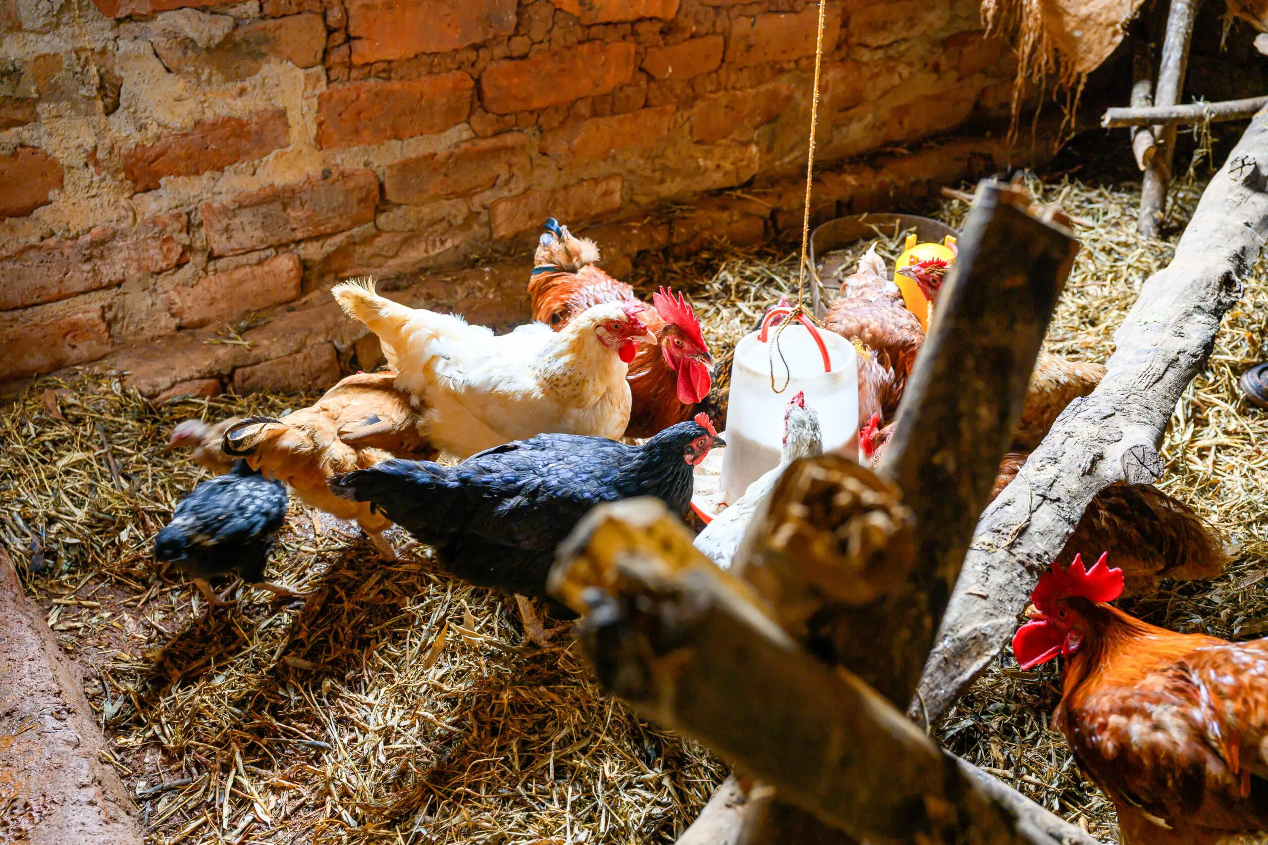 Mehrere Hühner verschiedener Rassen scharren und picken in einem einfachen Stall mit Backsteinwänden und Stroheinstreu. In der Mitte befindet sich ein Futter- oder Wasserbehälter, um den sich die Tiere versammeln. Die Geflügelhaltung bietet Kleinbauernfamilien eine zusätzliche Einkommensquelle sowie Zugang zu Eiern und Fleisch und stärkt damit ihre wirtschaftliche Widerstandsfähigkeit und Ernährungssicherheit.